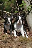 BOSTON TERRIER 074